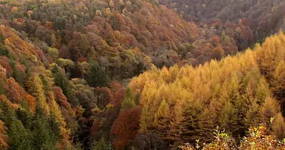 Herfstkleuren in Staward Gorge