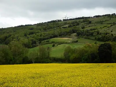 Un campo de colza en Castelreng, en el Aude