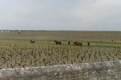 Château Latour at Pauillac
