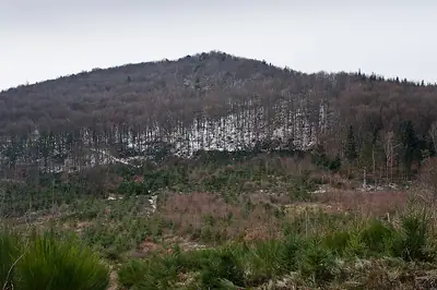 De beboste heuvel van het oppidum du Châtelard bij Courzieu