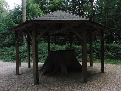 Een oude eikenstronk in het bos van Bercé