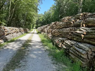 Bûches de hêtre dans la forêt de Vauluisant, à Lailly