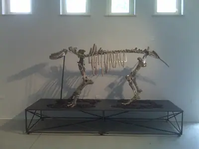 Un squelette de rhinocéros au musée paléontologique de Pietrafitta